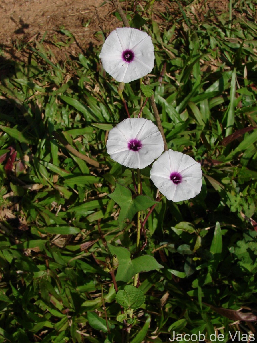 Ipomoea sagittifolia Burm.f.